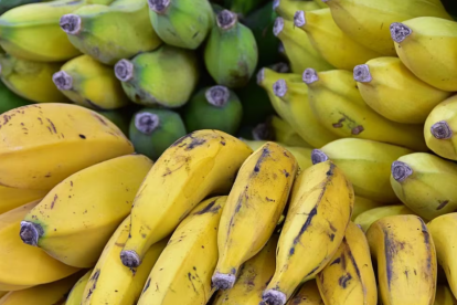 Image d'arxiu de plàtans