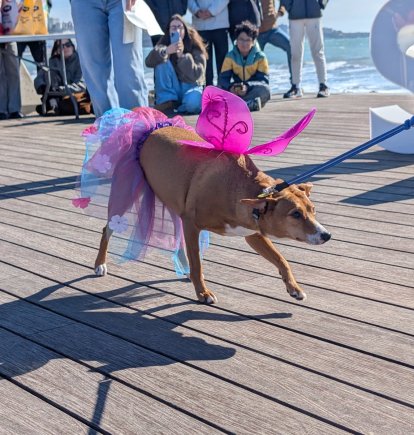 Un dels participants de la segona edició del Cós Blanc per a Mascotes de Salou