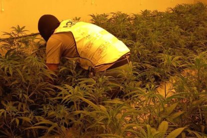 Localizaron 2.000 plantas en siete inmuebles.
