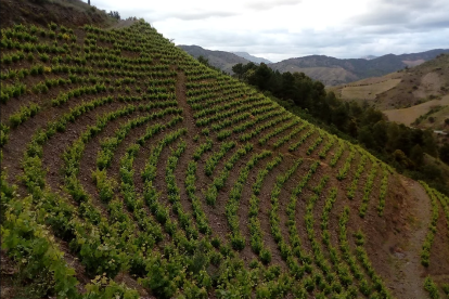 Imagen de la viñeda de Giol Porrera.