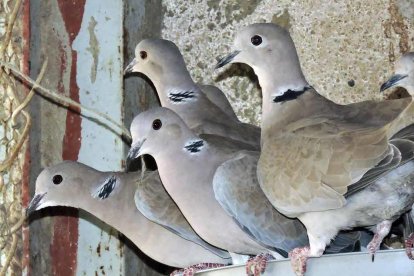 Cedides Agents Rurals