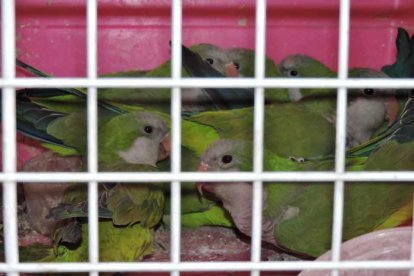 Cedides Agents Rurals