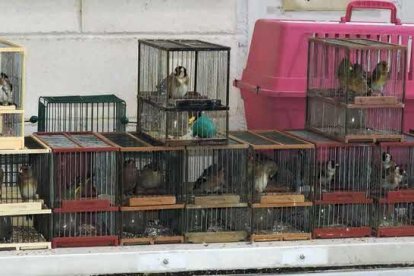 Cedides Agents Rurals