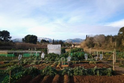 Cada vegada és més habitual que les poblacions comptin amb horts urbans municipals. Però moltes iniciatives privades també volen sumar-se a aquest tipus de projectes.