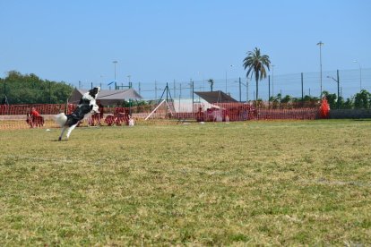 Joan Antoni Torreblanca