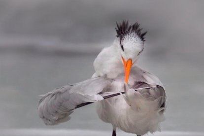 Algunes de les imatges finalistes a l'edició d'aquest 2020 de The Comedy Wildlife Photography Awards.