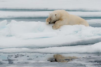 Algunes de les imatges finalistes a l'edició d'aquest 2020 de The Comedy Wildlife Photography Awards.
