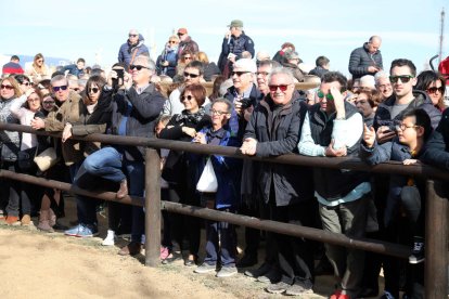 El Parc de la Torre d'en Dolça de Vila-seca va acollir la tradicional competició de cavalls pura sang anglesos, que se celebra cada any per la Festa Major