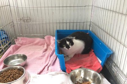 Joan Antoni Torreblanca