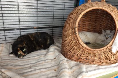 Joan Antoni Torreblanca