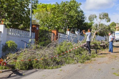 Pins i arbres totalment arrencats als Pallaresos