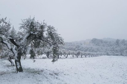 Fotos de la jornada d'avui durant el temporal de neu i fred.