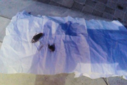 Mundiplan no té conveni amb l'hotel oferit al grup de l'Imserso a Canàries