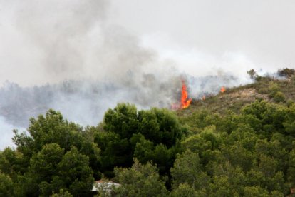 incendi, flames, bosc