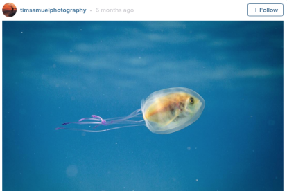 Un peix es queda atrapat dins d'una medusa