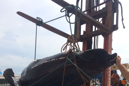 Troben un exemplar mort de l'espècie de tortuga marina més gran del món a Vilanova