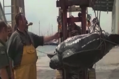 Troben un exemplar mort de l'espècie de tortuga marina més gran del món a Vilanova