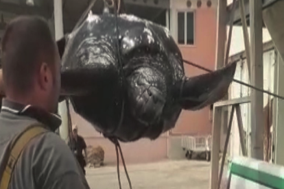 Troben un exemplar mort de l'espècie de tortuga marina més gran del món a Vilanova