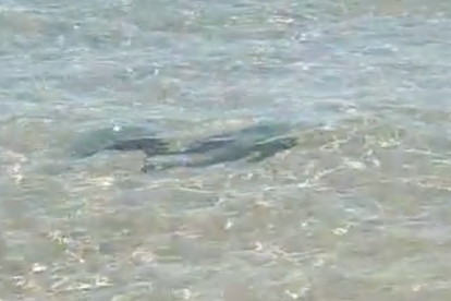 Dos grandes peces sorprenden unos banysites en la playa Llarga de Tarragona