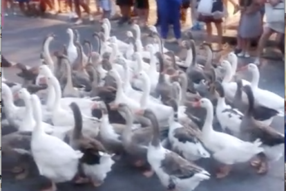 Un rebaño de ocas invade las calles de Salou