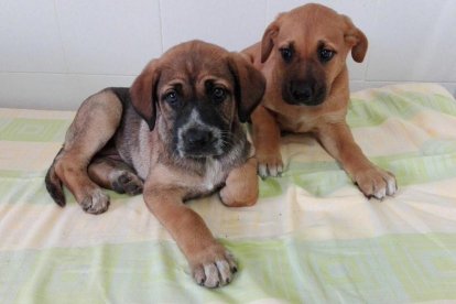 Xocolata calenta per millorar la vida dels gossos i els gats de la Protectora