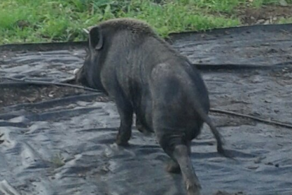 Els porcs vietnamites i els híbrids assilvestrats s'acosten a la ciutat