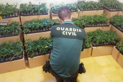 Intercepten una furgoneta amb més de 2000 esqueixos de marihuana