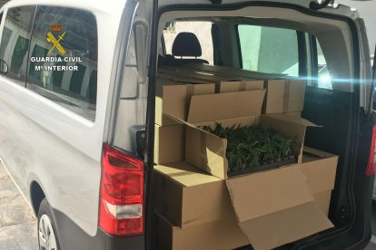 Intercepten una furgoneta amb més de 2000 esqueixos de marihuana