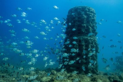 Repsol instala 17 nuevos biotopos artificiales en el litoral de Tarragona y Altafulla