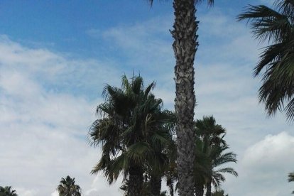 Salou herido playa de Levante