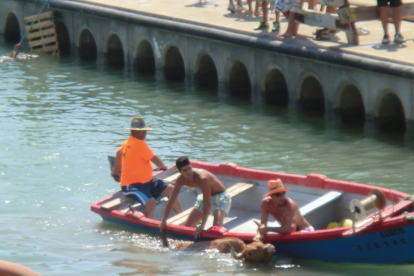 Prohibidos los bueyes en el mar de las Casas de Alcanar por primera vez en 40 años
