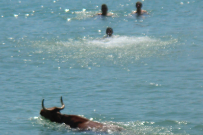 Prohibidos los bueyes en el mar de las Casas de Alcanar por primera vez en 40 años