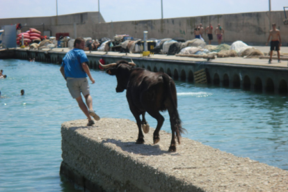 Prohibidos los bueyes en el mar de las Casas de Alcanar por primera vez en 40 años