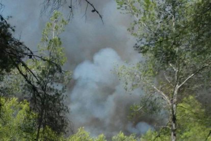 Un incendi crema una zona boscosa del barri de  Sant Salvador