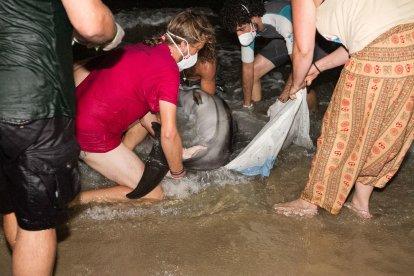 Localitzada una cria de dofí a la platja de la Móra de Tarragona