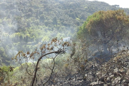 Sis dotacions de Bombers treballen per apagar un incendi a la Selva del Camp