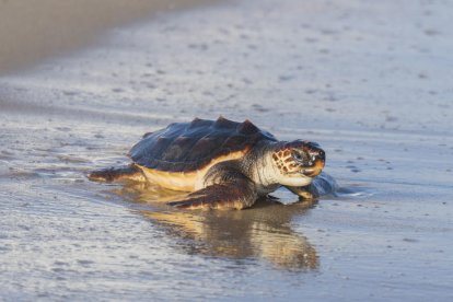 Alliberades 22 tortugues marines a la platja del Miracle de Tarragona