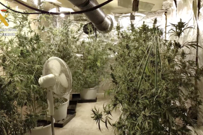 Tretze detinguts en l'operatiu contra el conreu de marihuana al Camp de Tarragona