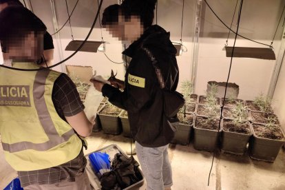 Desmantellen un grup criminal especialitzat en cultiu intensiu de marihuana al Camp de Tarragona