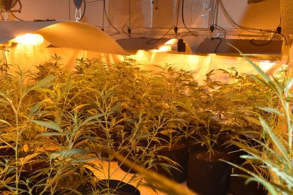 Desmantellen un grup criminal especialitzat en cultiu intensiu de marihuana al Camp de Tarragona