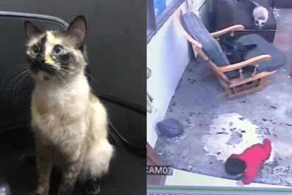 Un gat evita que un bebè caigui per les escales i li salva la vida