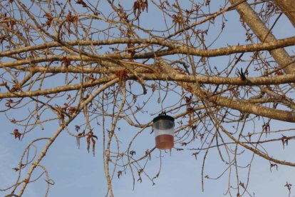 Altafulla distribueix trampes per capturar reines de vespa asiàtica
