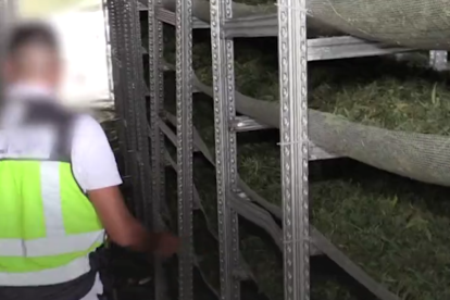 Intervienen más de 50 toneladas de marihuana en plantaciones que simulaban cultivos de cáñamo en Tarragona