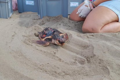 Liberan seis ejemplares de tortuga boba al Parque Natural del Delta del Ebro