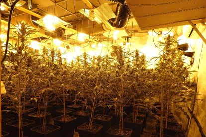 Detinguts per cultuvar marihuana en un xalet d'alt estànding a Tarragona