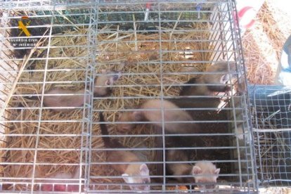 Desmantellen un viver il·legal de fures a Cunit