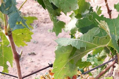 Agricultura pide a la aseguradora que perite las tierras afectadas por la granizada