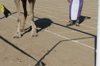 I la tifa del camell va decidir