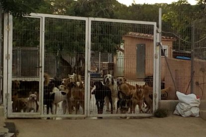 El president i un vocal d'Olescan, investigats per maltractament animal i falsificació.