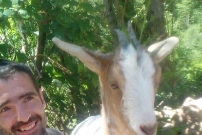 Un exemplar únic de cabra de quatre banyes viu a un centre de Farena